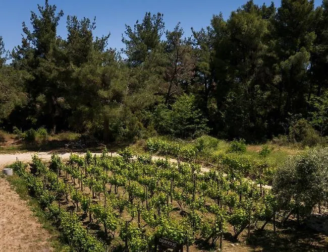 Dionysus & Appartement